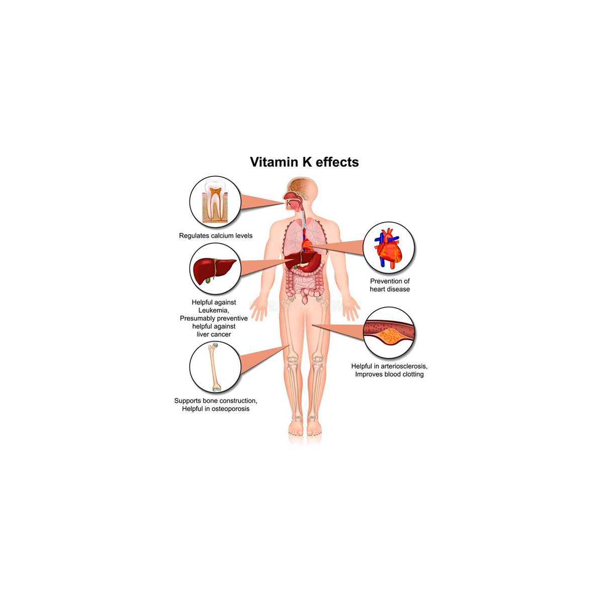 Papel ignorado de la Vitamina K en los Seres Humanos