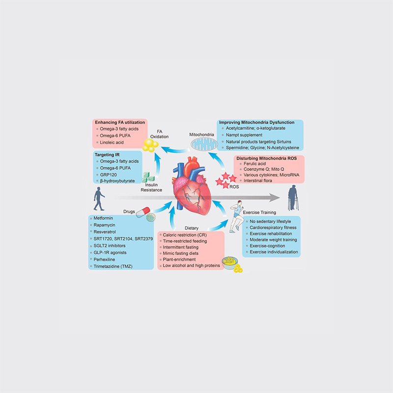 El Envejecimiento Cardiaco